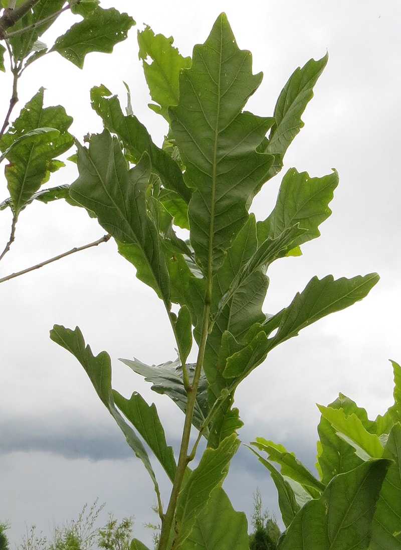 Изображение особи Quercus &times; warei.