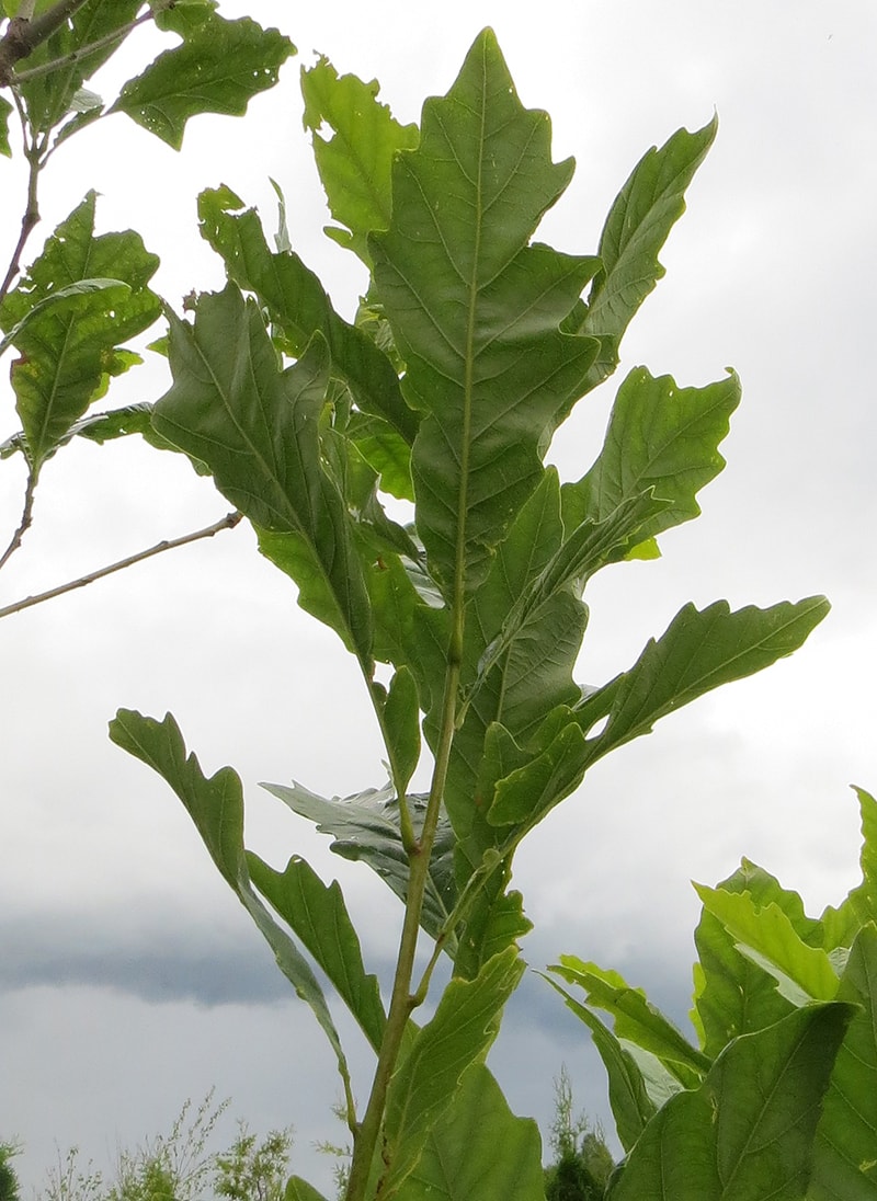 Image of Quercus &times; warei specimen.