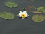 Nymphaea tetragona