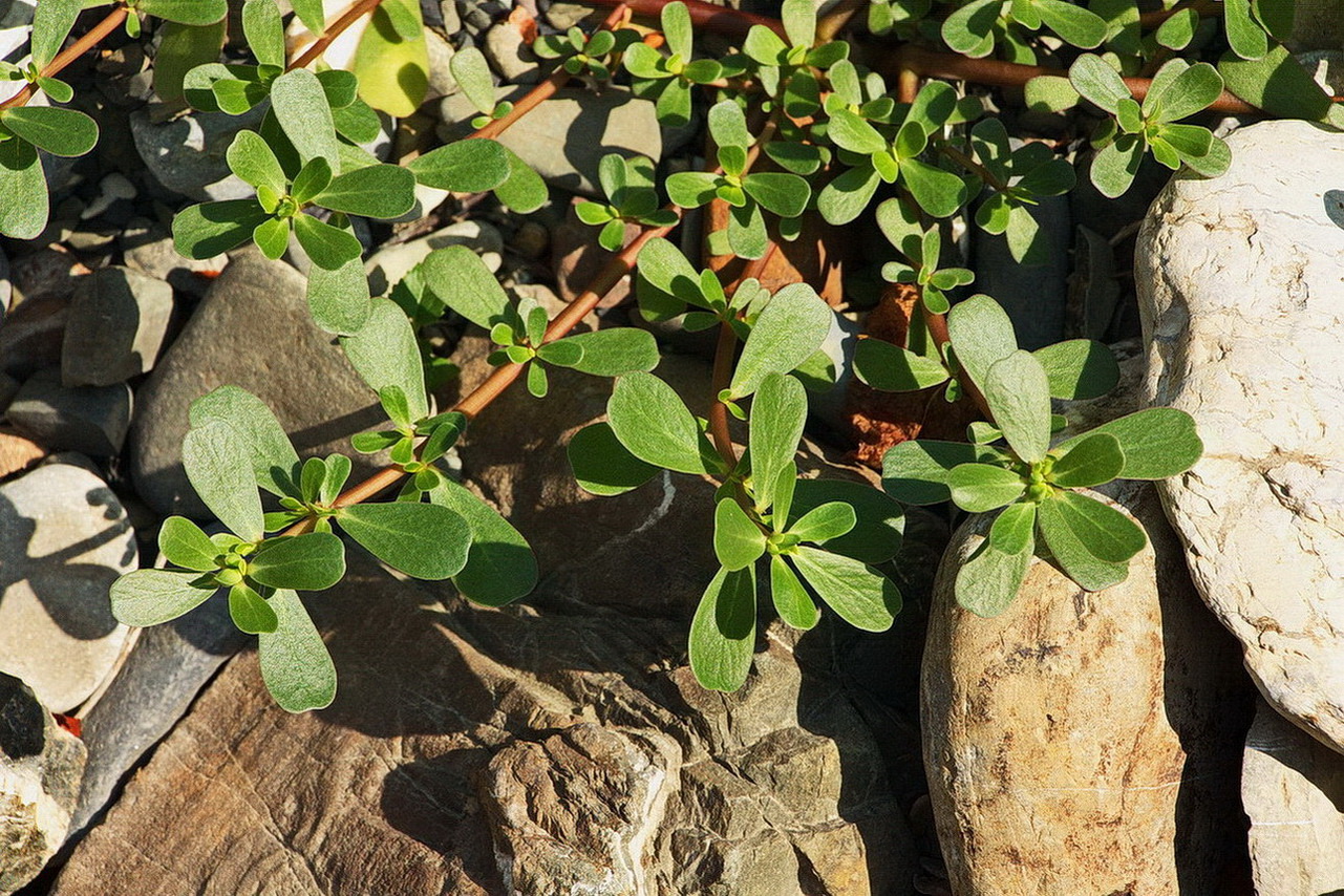 Изображение особи Portulaca oleracea.