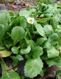 Bellis perennis. Цветущее растение. Краснодарский край, г. Усть-Лабинск, городской парк, на клумбе. 02.01.2018.