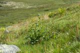 Solidago virgaurea ssp. lapponica