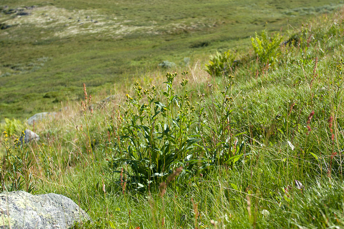 Изображение особи Solidago virgaurea ssp. lapponica.