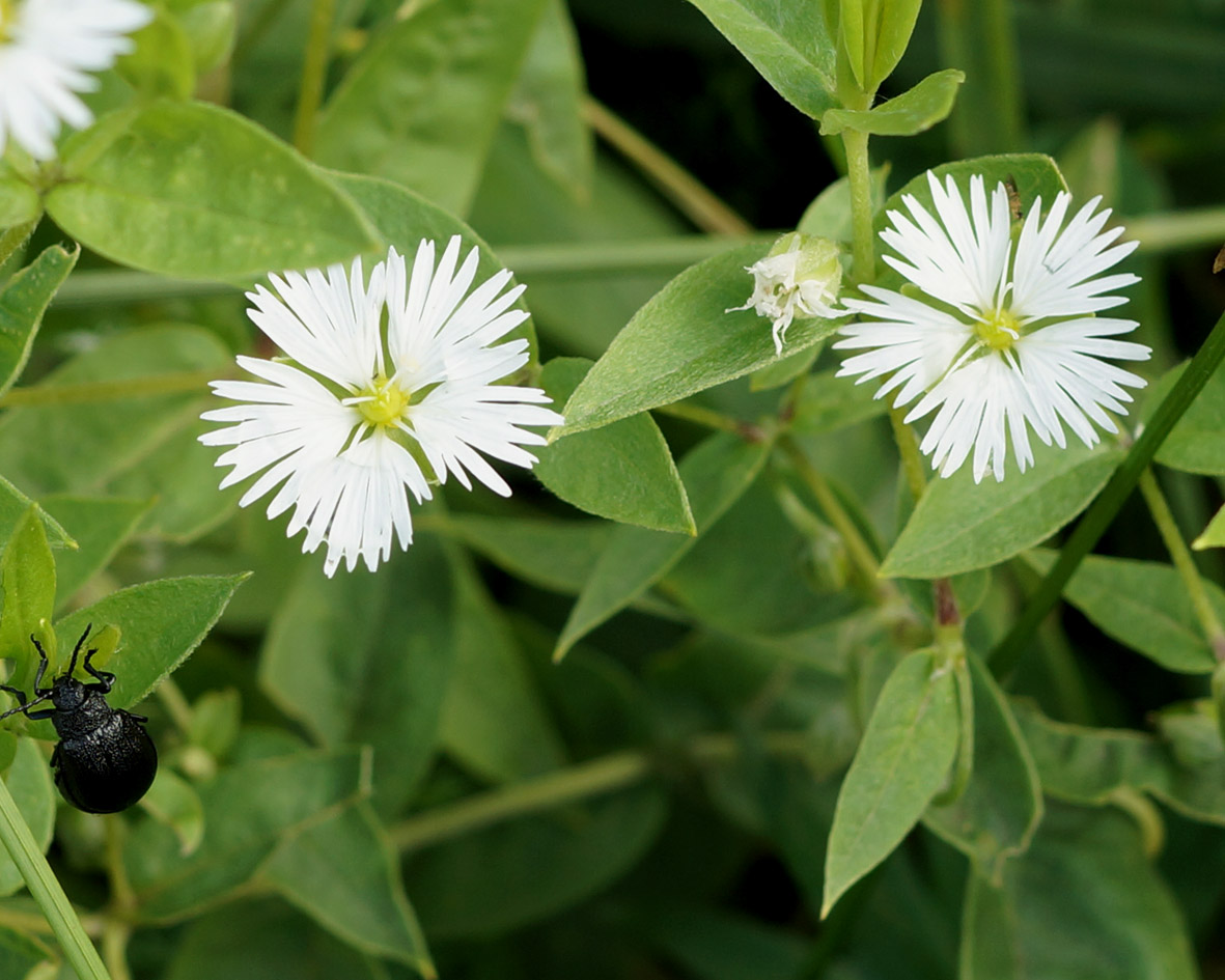 Изображение особи Fimbripetalum radians.