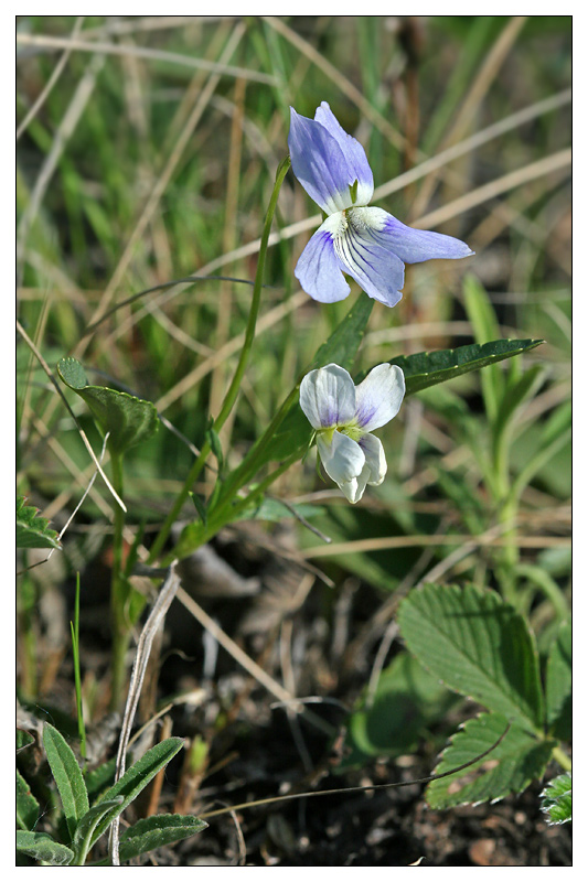 Изображение особи Viola accrescens.