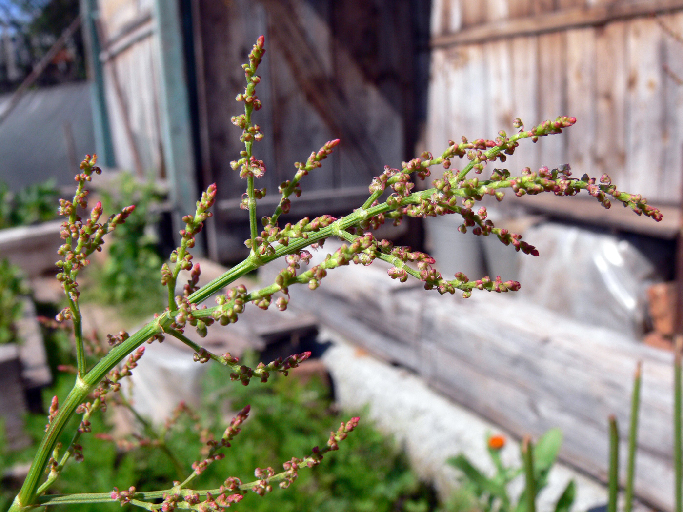 Изображение особи Rumex acetosa.