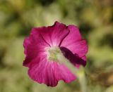 Lychnis coronaria