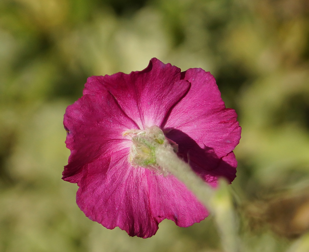 Image of Lychnis coronaria specimen.