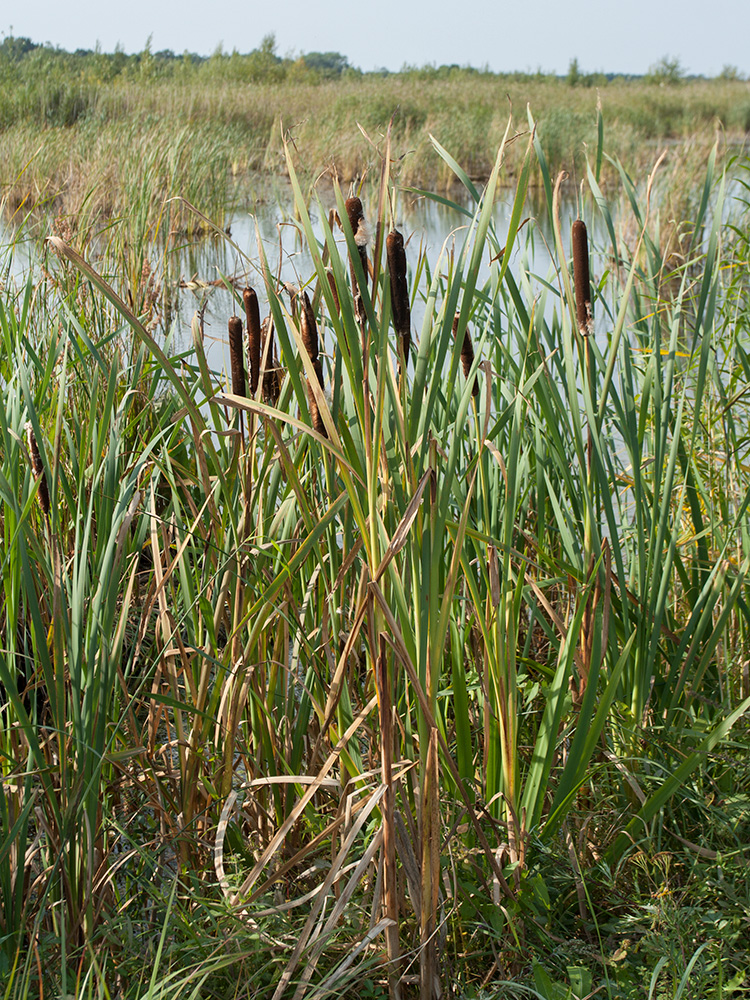 Изображение особи Typha latifolia.