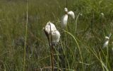 род Eriophorum. Верхушки плодоносящих побегов. Кабардино-Балкария, Эльбрусский р-н, средняя часть долины р. Терскол, заболоченный участок. 06.08.2009.