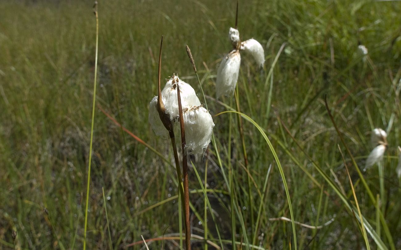 Изображение особи род Eriophorum.