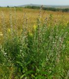 Artemisia integrifolia. Цветущие растения. Магаданская обл., Ольский р-н, Ольское шоссе, заброшенное поле. 29.08.2015.