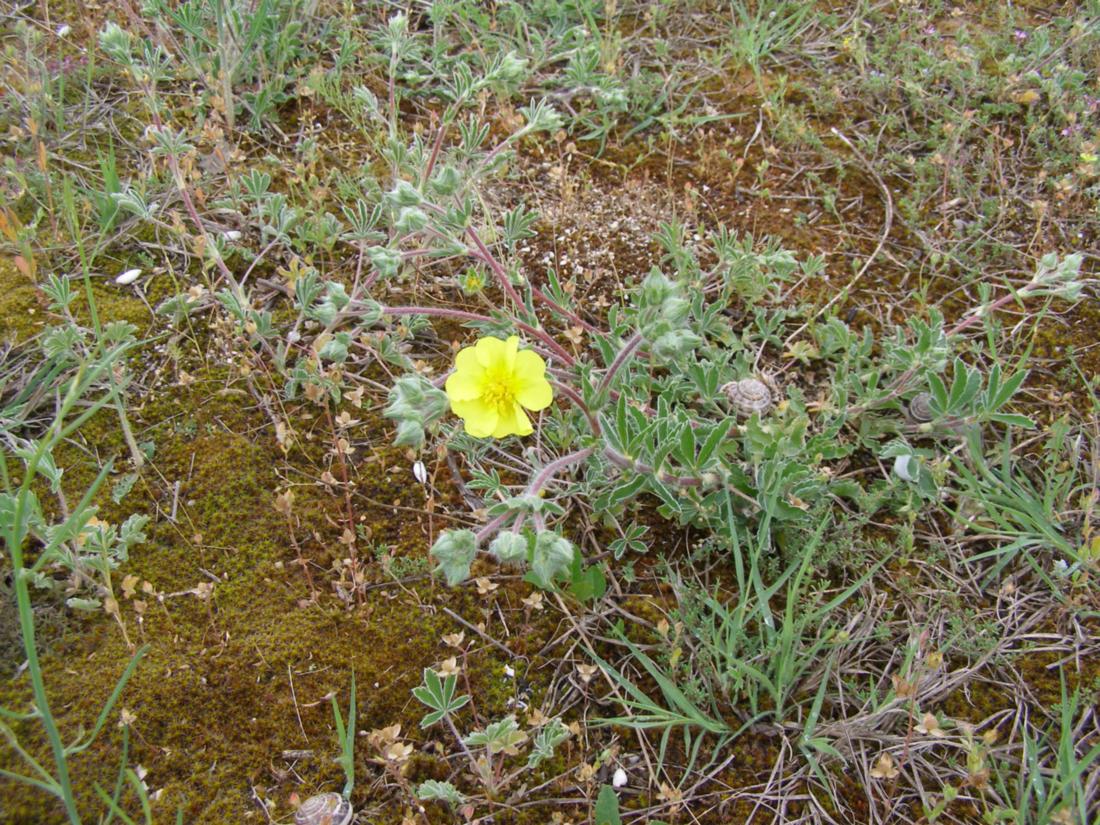 Image of Potentilla taurica specimen.