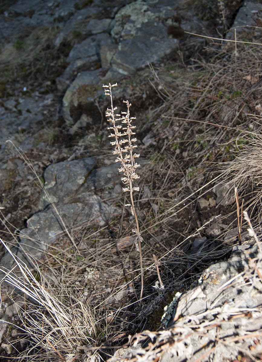 Image of Dracocephalum thymiflorum specimen.