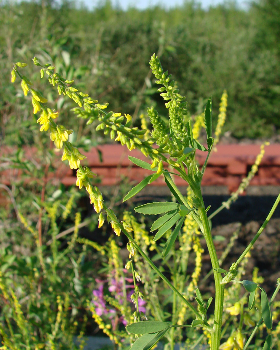 Изображение особи Melilotus officinalis.