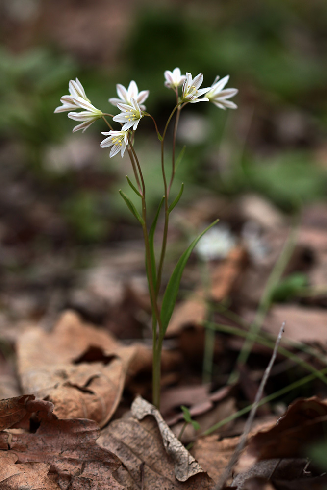 Image of Lloydia triflora specimen.