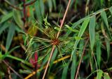 Holttumochloa magica. Молодые боковые побеги. Малайзия, Камеронское нагорье, гора Ирау, ≈ 1800 м н.у.м., туманный (моховой) лес. 04.05.2017.