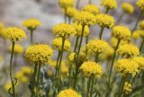 Santolina chamaecyparissus. Верхушки цветущего растения с соцветиями. Испания, Каталония, пров. Жирона, комарка Сельва, муниципалитет Сускеда, окр. деревни Сант-Марти-Сакальм, 835 м н.у.м., не занятый под выгон участок около полевой дороги. 10.06.2017.