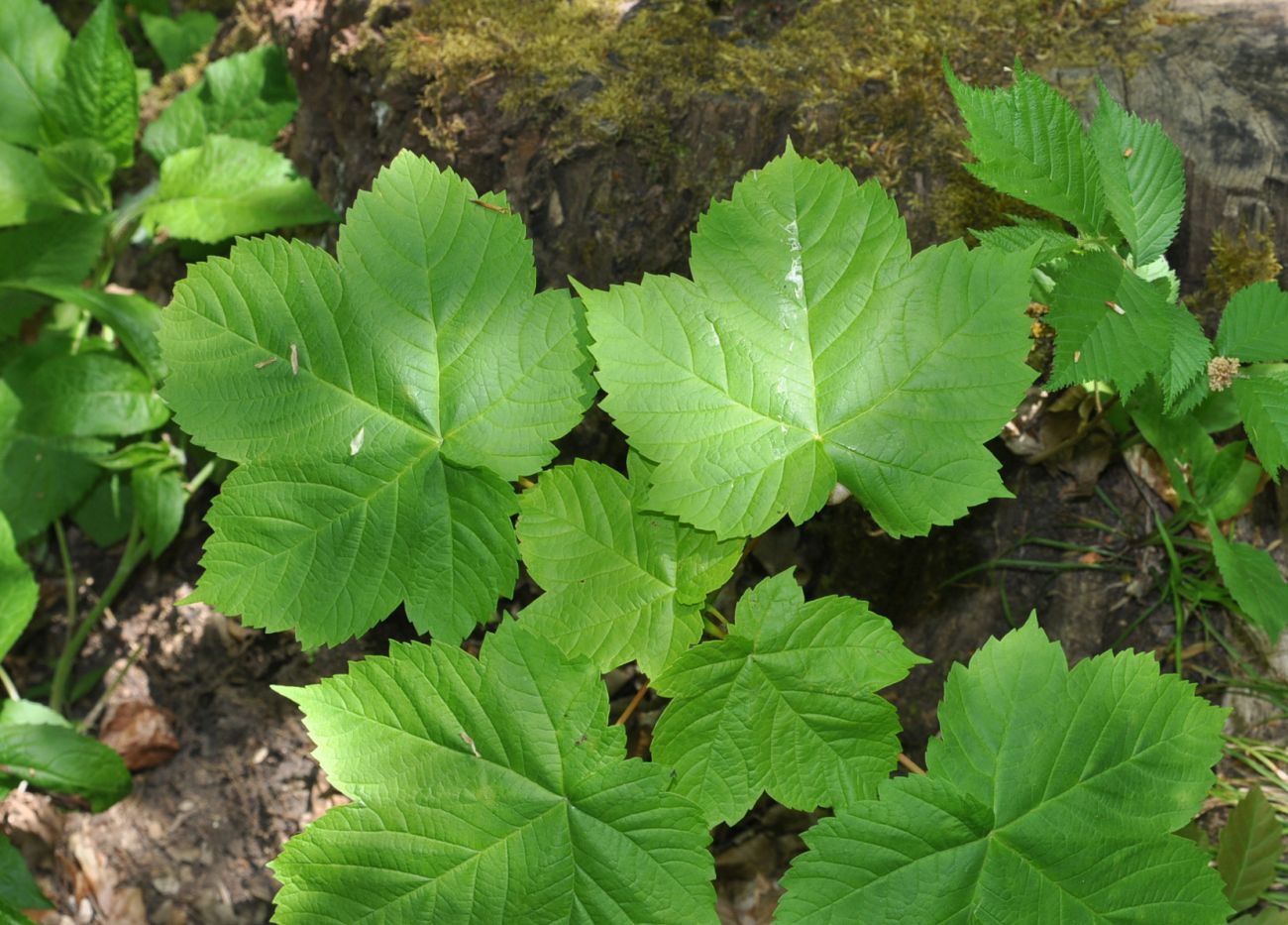 Image of Acer pseudoplatanus specimen.