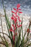 Hesperaloe parviflora