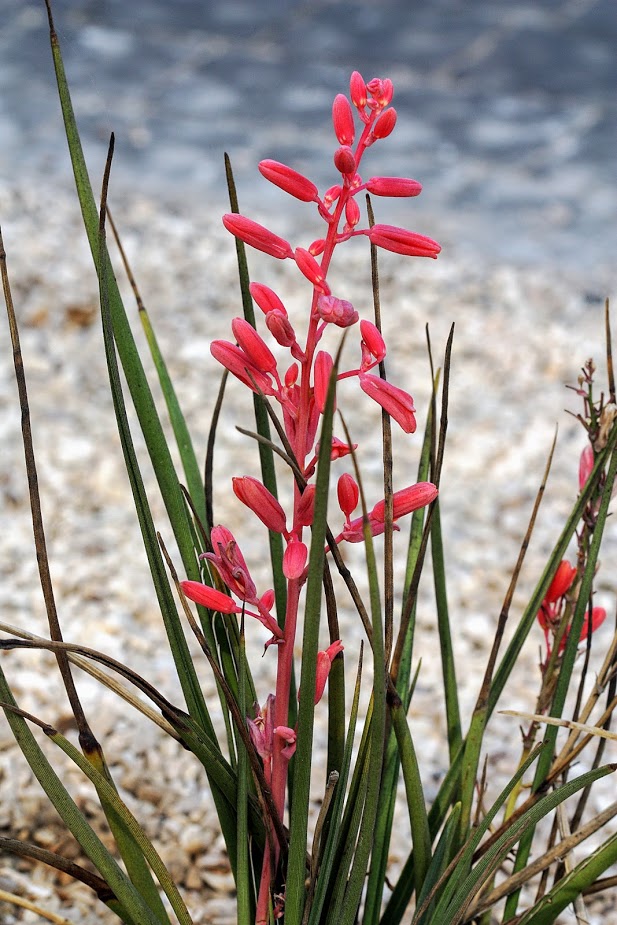 Изображение особи Hesperaloe parviflora.