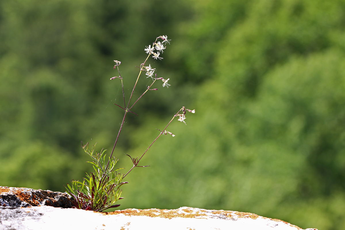 Изображение особи Silene foliosa.