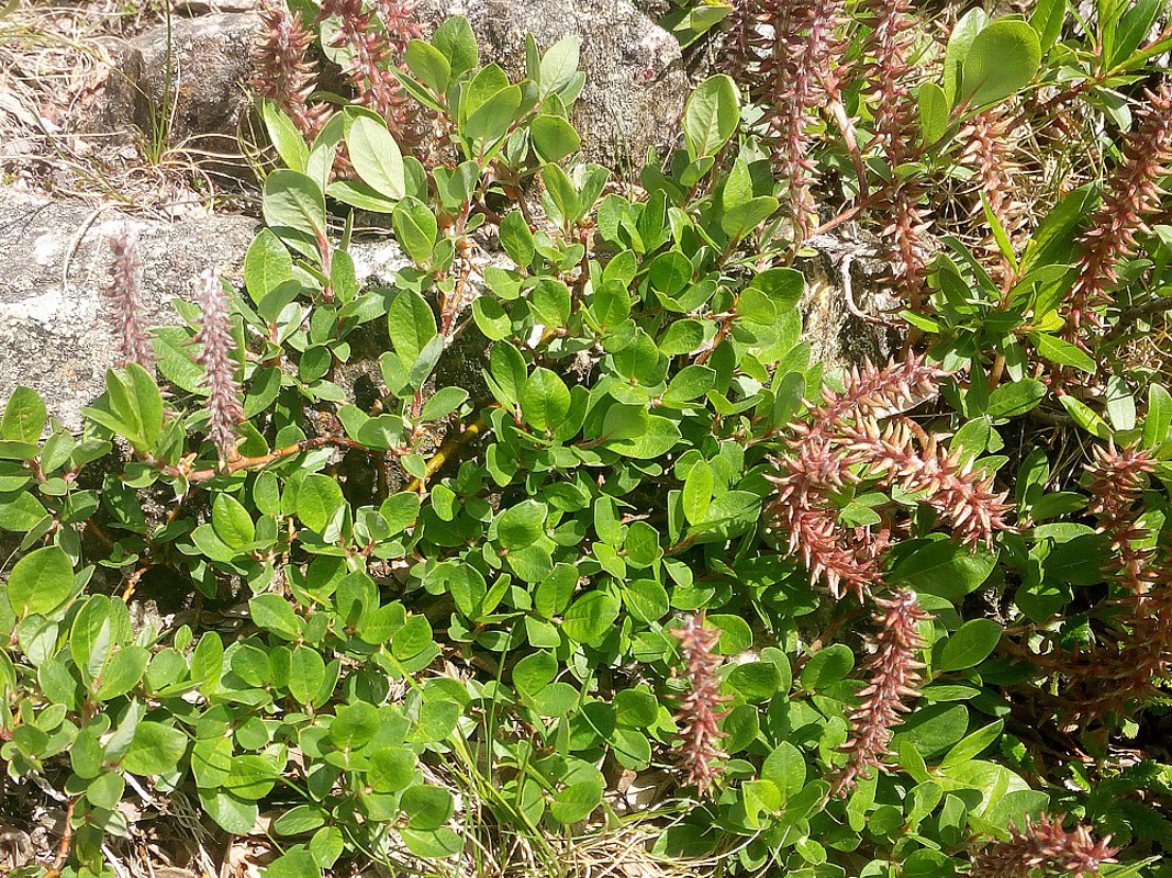 Изображение особи Salix saxatilis.