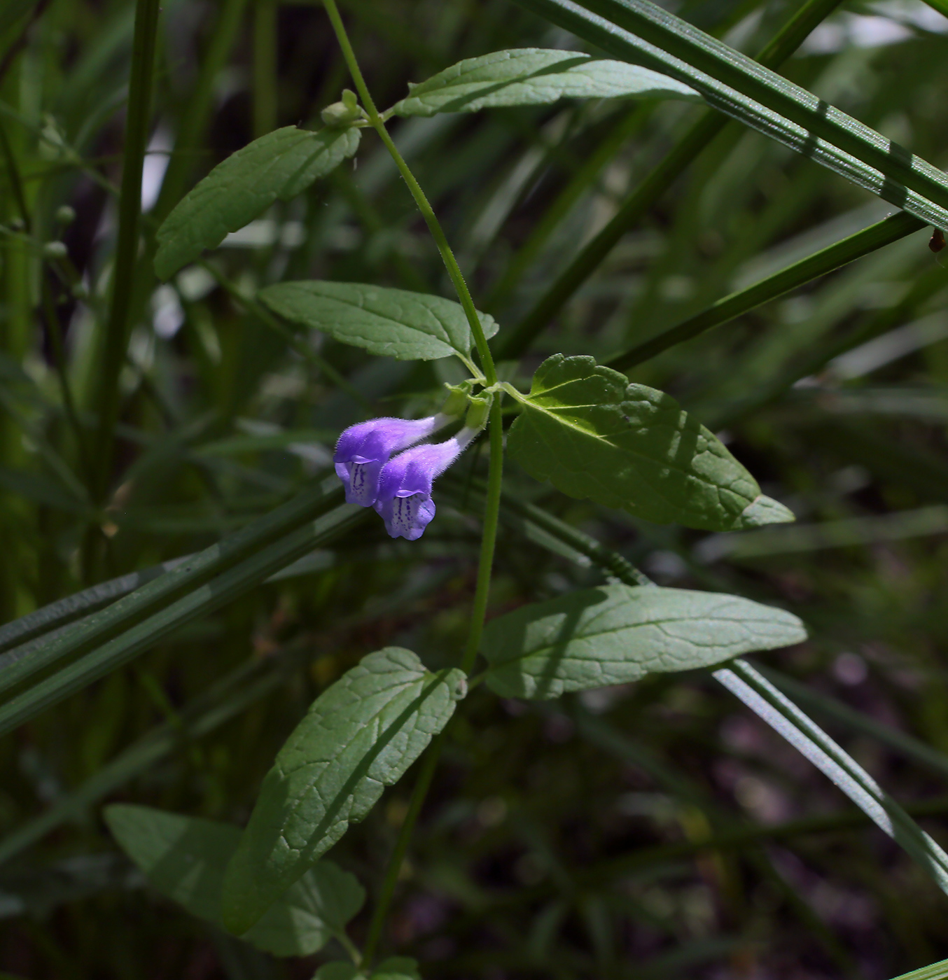 Image of Scutellaria galericulata specimen.