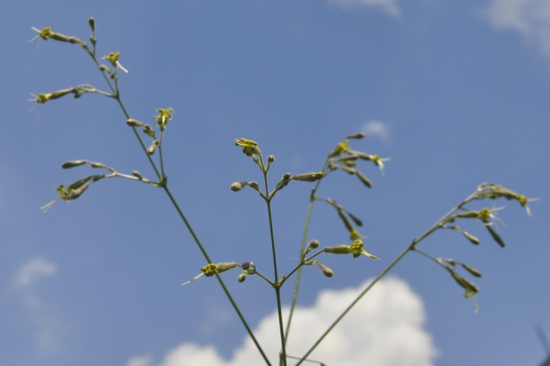 Image of Silene gigantea ssp. rhodopea specimen.