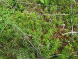 Ledum subulatum
