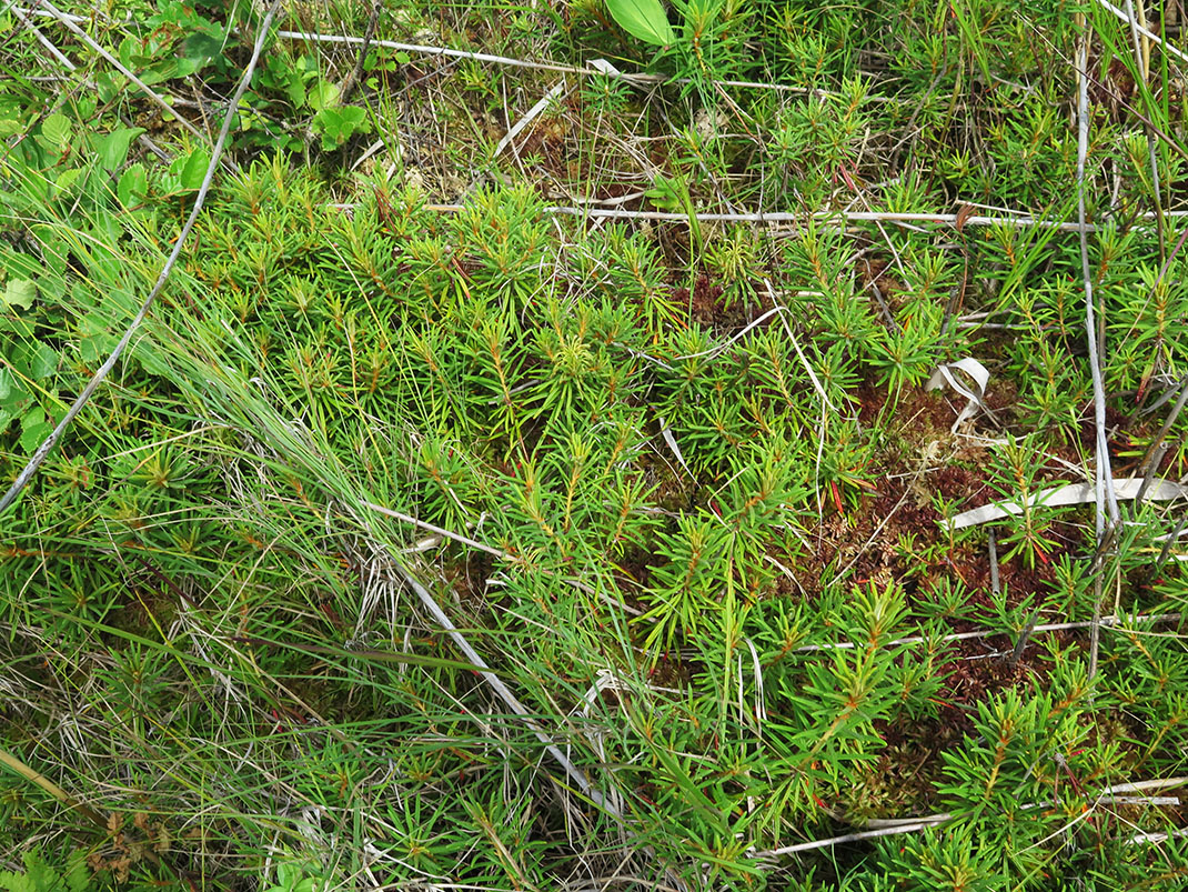 Image of Ledum subulatum specimen.