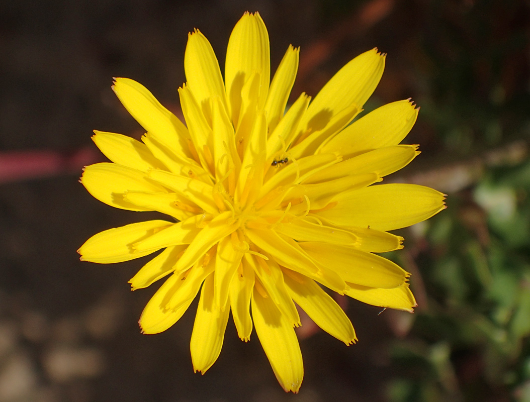 Изображение особи Hyoseris lucida.