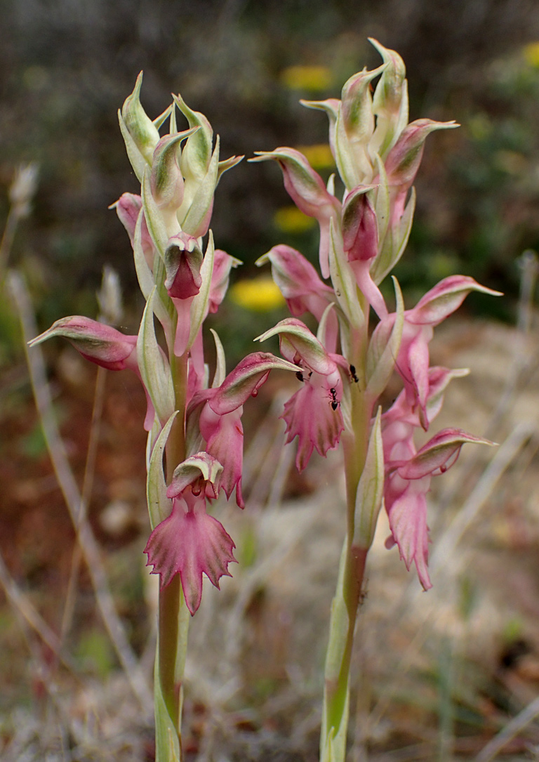 Изображение особи Anacamptis sancta.