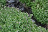 genus Epilobium