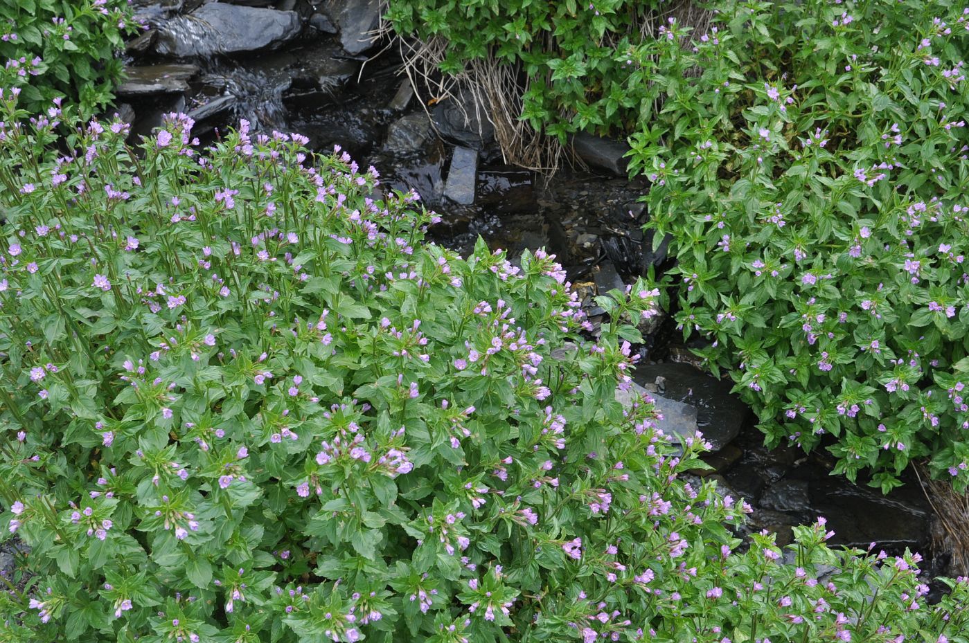 Изображение особи род Epilobium.