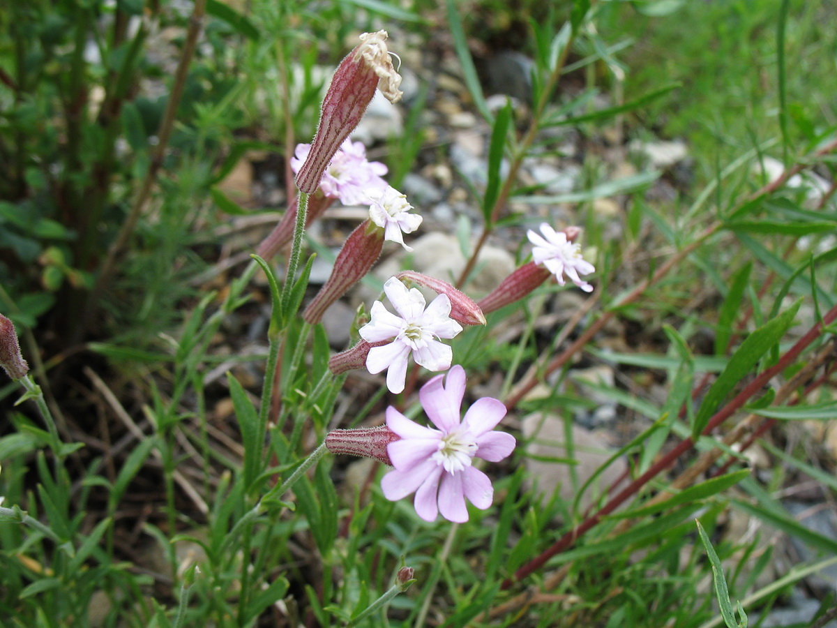 Image of Silene kuschakewiczii specimen.