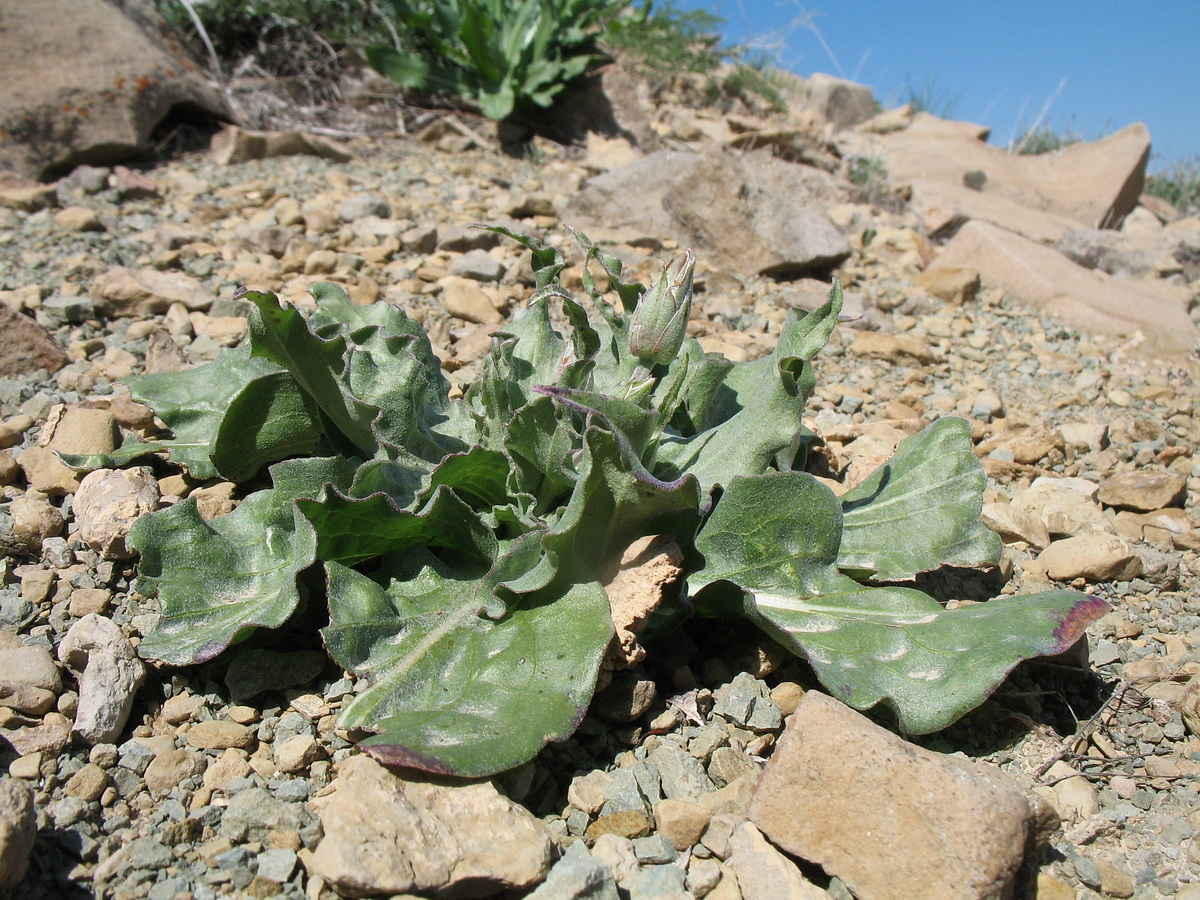 Image of Scorzonera inconspicua specimen.