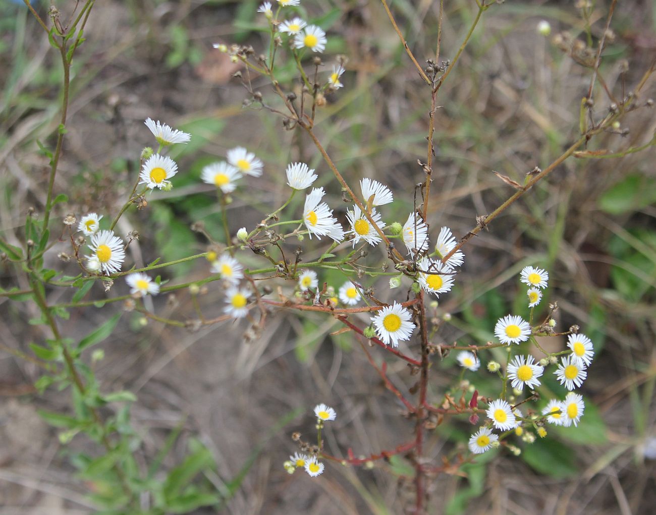 Image of Erigeron annuus specimen.