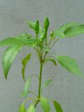 Capsicum annuum