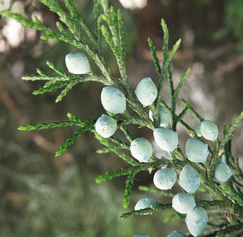 Изображение особи Juniperus virginiana.