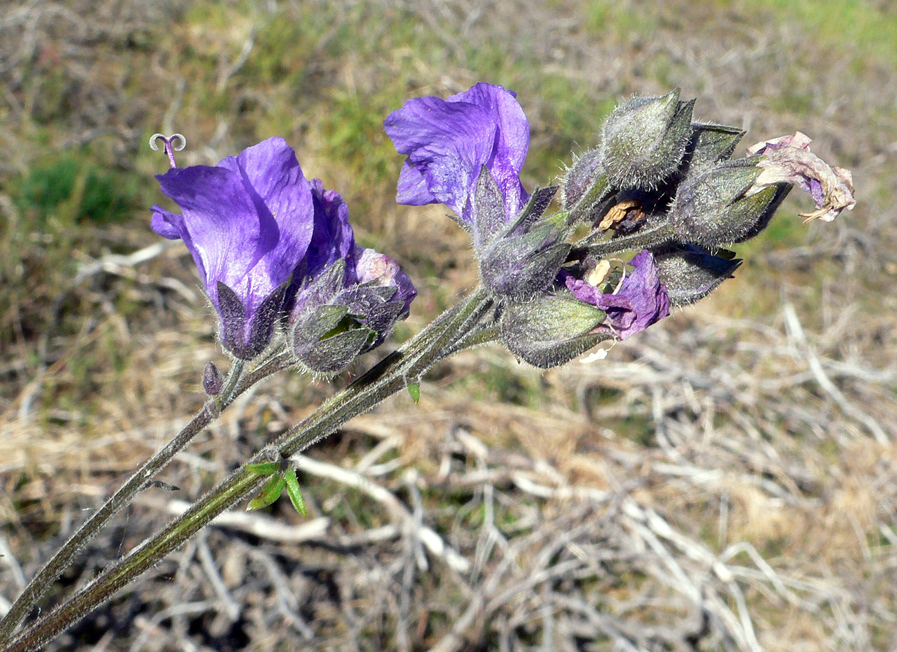 Image of Polemonium acutiflorum specimen.