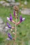 Oxytropis ornata. Верхушка соцветия. Казахстан, Зап. Тянь-Шань, зап. оконечность Таласского Алатау, правая кромка каньона Машат, степной склон. 21.04.2018.