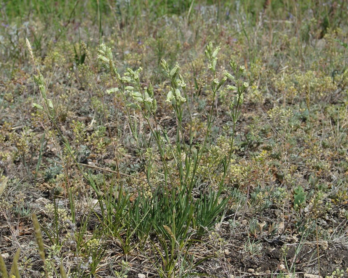 Image of Silene turczaninovii specimen.