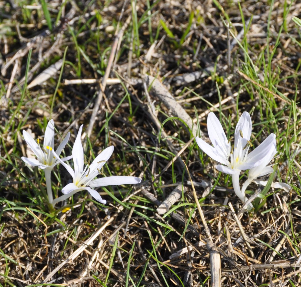 Image of Colchicum pusillum specimen.