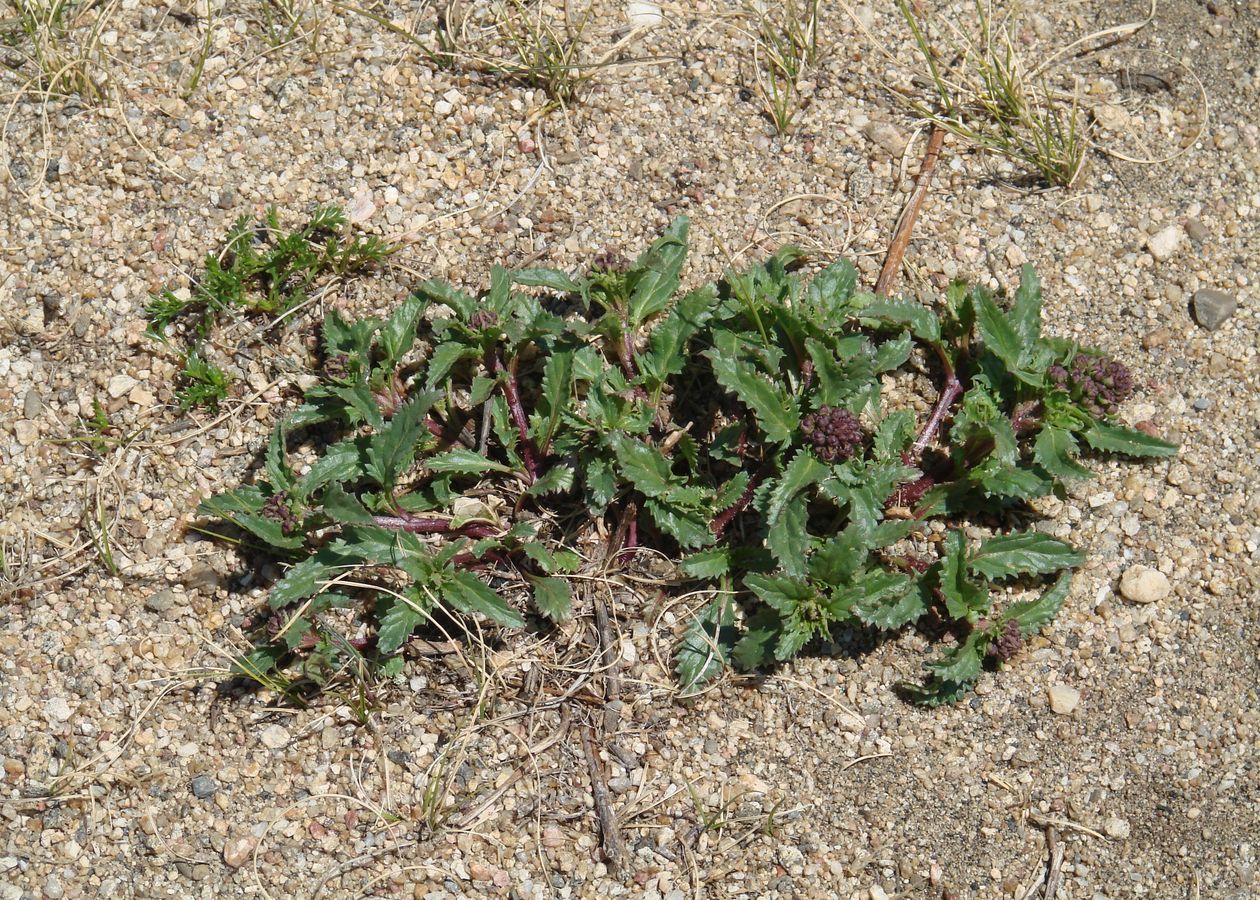 Изображение особи Scrophularia incisa.
