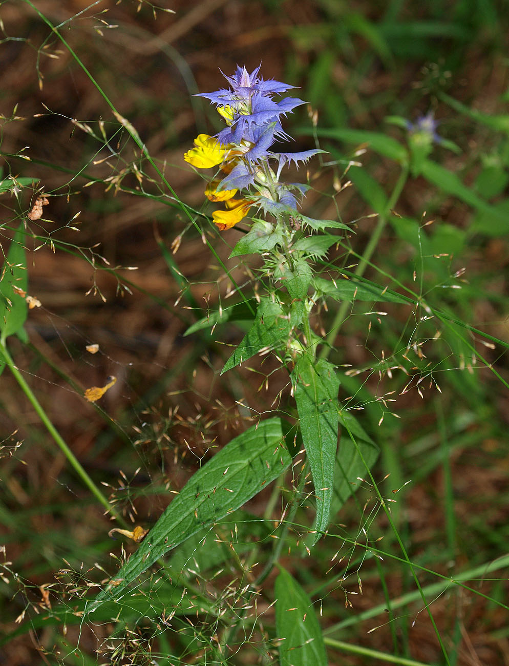 Image of Melampyrum nemorosum specimen.
