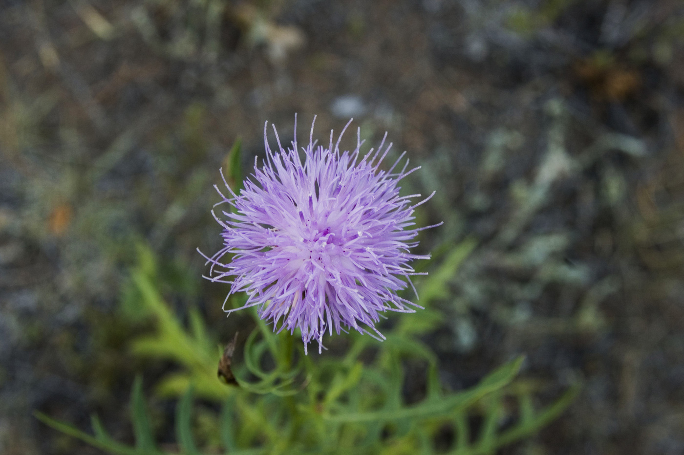 Image of Klasea centauroides specimen.