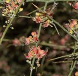 Capparis decidua