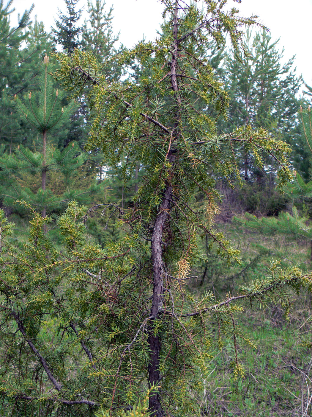 Изображение особи Juniperus communis.