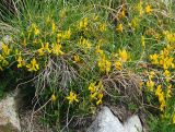 genus Genista. Побеги цветущих растений. Болгария, национальный парк Пирин, скалы в альпийском поясе. 15.08.2013.